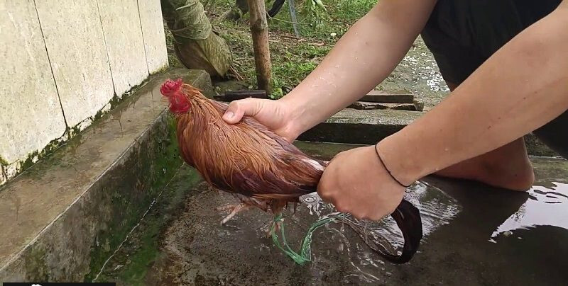 Tìm hiểu cách nuôi gà đá khỏe mạnh, cơ bắp săn chắc 7 Cho gà tắm nắng và xoa bóp là cách nuôi gà đá cần chú ý