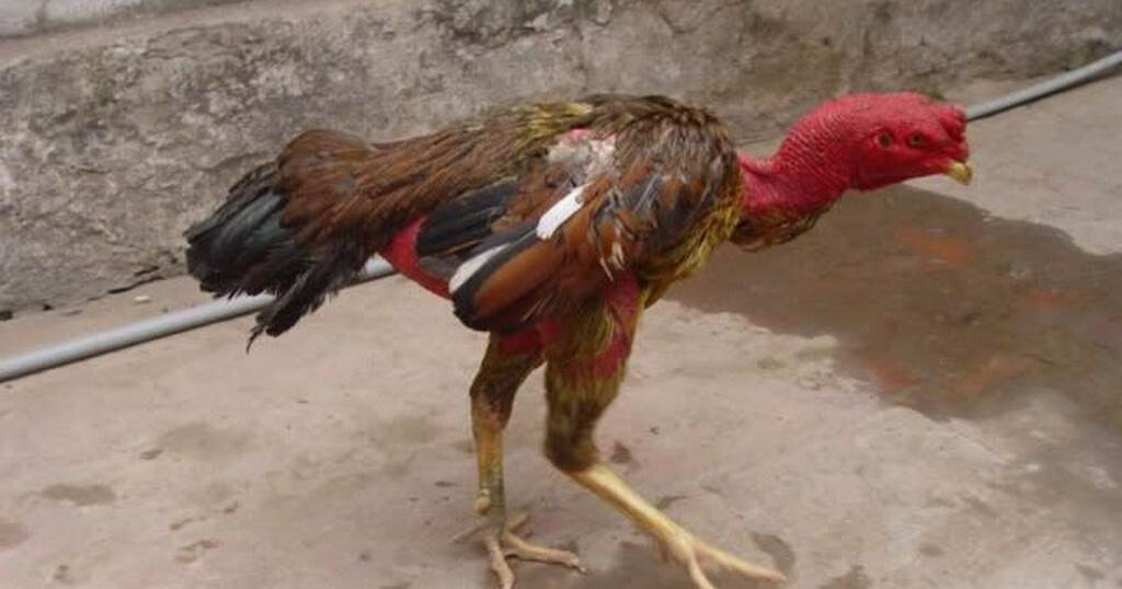 Cách nuôi gà đá bị ốm khỏi bệnh nhanh chóng tại SV66 6 Dấu hiệu thường gặp khi gà đá bị ốm