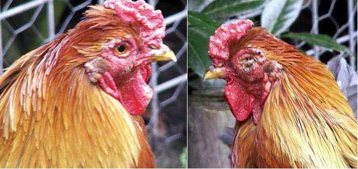 Cần sử dụng kết hợp thuốc điều trị và hạ sốt