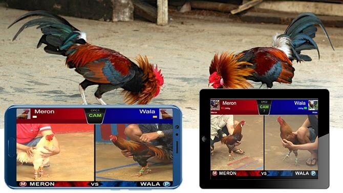 Tiêu chí chọn địa chỉ tường thuật đá gà trực tiếp uy tín 9 Địa chỉ tường thuật đá gà trực tiếp nào là đáng tin cậy nhất hiện nay