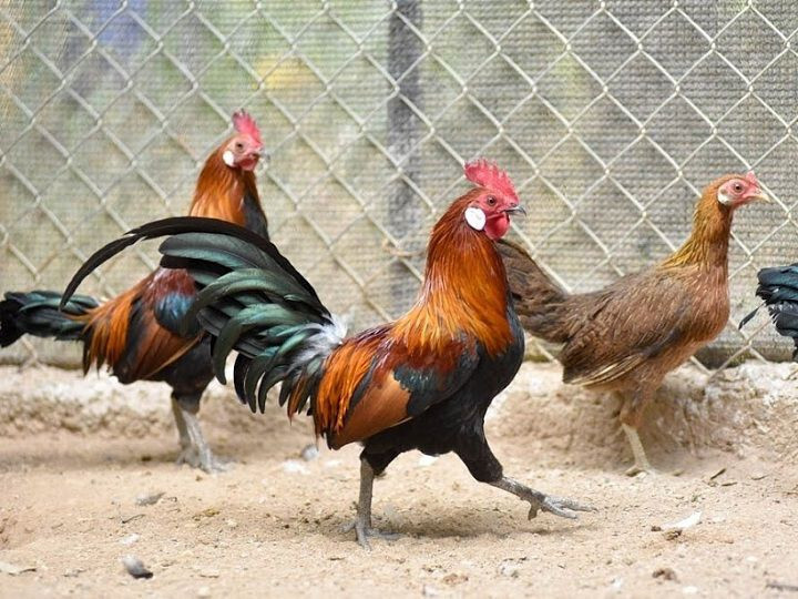 Phương pháp nuôi gà rừng lớn nhanh sư kê nên biết 6 Đặc điểm nhận dạng của gà rừng
