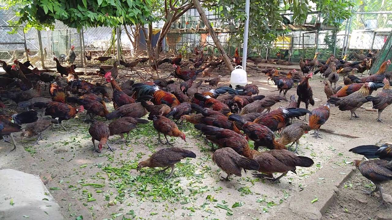 Phương pháp nuôi gà rừng lớn nhanh sư kê nên biết 7 Gà rừng mang đến những giá trị gì?