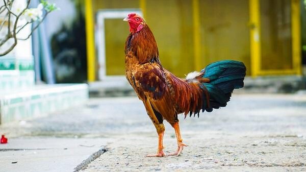 Mua gà đá tại chợ tốt gà đá Trà Vinh có tốt không?