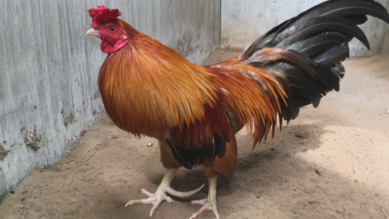 Tại sao nên lựa chọn mua tại Chợ Tốt gà đá quận 12