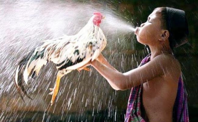 Cách làm nước cho gà chọi giúp gà khỏe mạnh hơn 5 Cách làm nước cho gà chọi lúc chuẩn bị thả gà