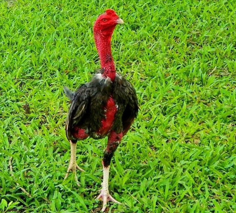 Gà đá có vảy gà kích giáp có đá tốt không? 5 Hướng dẫn xem vảy gà kích giáp chuẩn