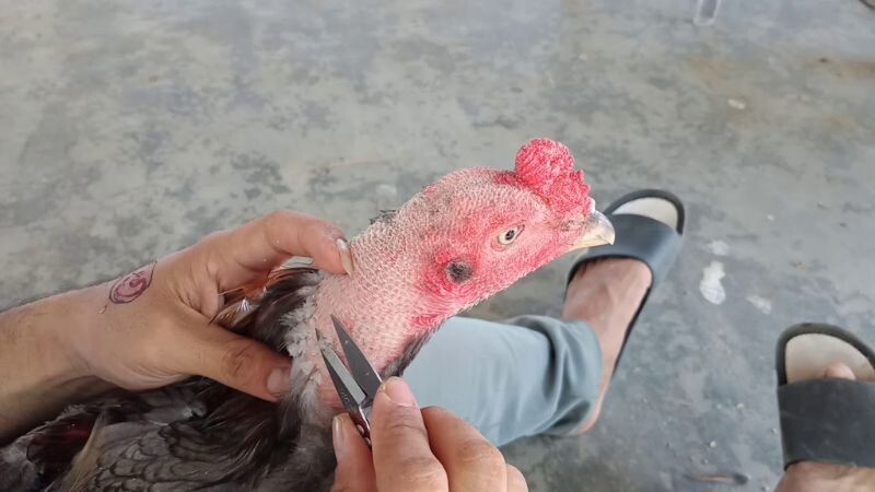 Kinh nghiệm cắt tỉa lông gà đá hàng đầu của SV66 6 Tỉa lông vùng đầu cần sự kiên nhẫn và tỉ mỉ của anh em nuôi chiến kê