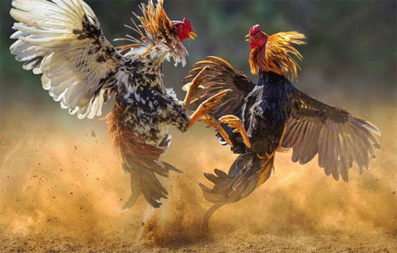 Lai cải thiện giúp cải thiện giống tốt