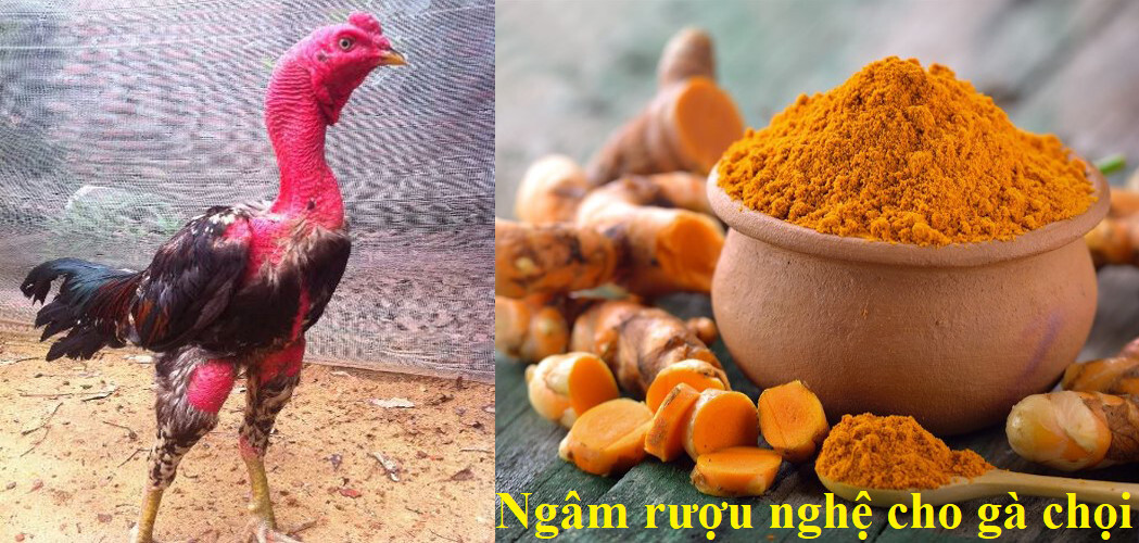 Hướng dẫn cách làm rượu nghệ bóp gà đá cho các sư kê 7 Ngâm rượu nghệ bóp gà chọi có tác dụng gì?