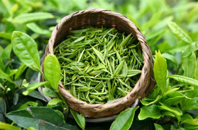 Tổng hợp 3+ cách tắm gà tre đá đúng kỹ thuật 7 Tắm cho gà bằng nước lá trà xanh giúp lưu thông khí huyết và tăng khả năng sát khuẩn