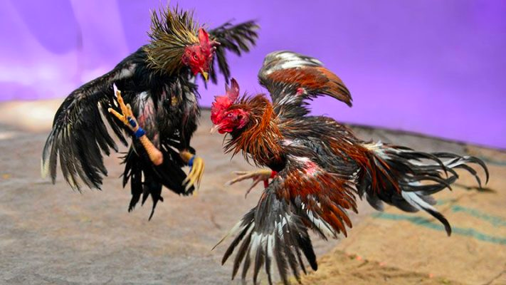 Tìm hiểu bí quyết thả gà đá cựa tròn hiệu quả từ giới sư kê 7 bí quyết thả gà đá cựa tròn hiệu quả là gì?