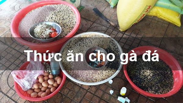 Sử dụng quả chuối trong quá trình nuôi gà đá nên hay không? 5 Gà đá ăn chuối giúp mát ruột, mát gan