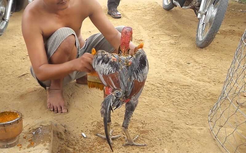 Chi tiết cách vần đòn cho gà tơ đúng chuẩn, không nên bỏ qua 8 Một vài điều cần lưu ý về cách vần đòn cho gà tơ