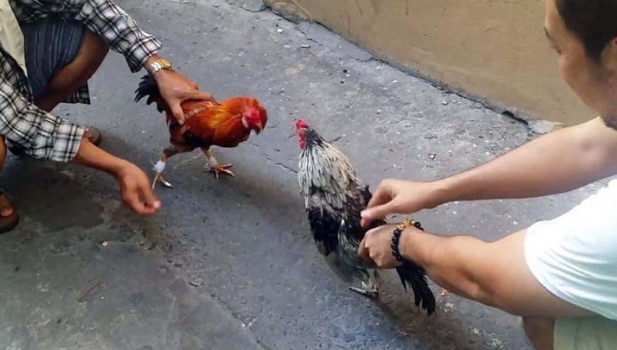 Nài gà là gì?
