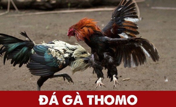 Daga68 - Địa chỉ xem đá gà cựa sắt trực tuyến miễn phí uy tín 8 Nạp tiền để chơi cá cược đá gà Thomo tại Daga68 cực nhanh và minh bạch