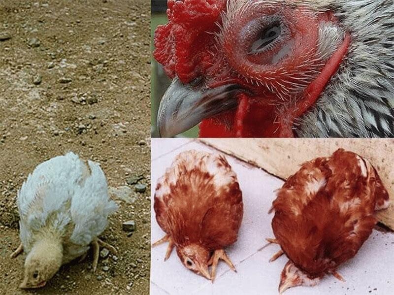 Các bệnh thường gặp ở gà chọi mà các sư kê cần lưu ý 7 Image 19