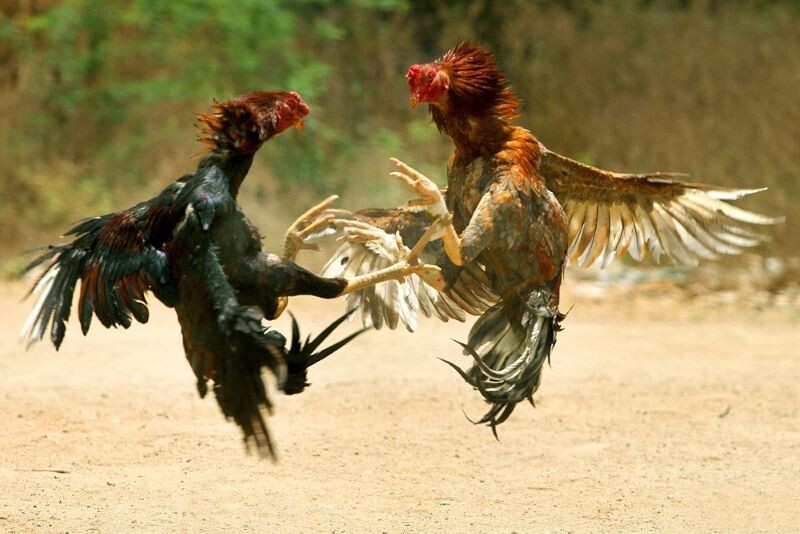 Thuật ngữ trong đá gà chi tiết cho người mới tham gia 7 Thuật ngữ trong đá gà chuyên ngành khi thi đấu