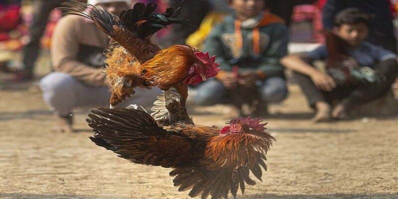 Thuật ngữ trong đá gà chi tiết cho người mới tham gia 5 Giới thiệu về đá gà