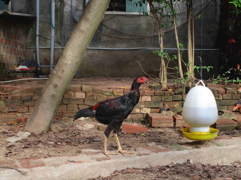 Vào nghệ cho gà đòn là gì? Bí quyết tăng sức cho gà đòn 5 Quy trình vào nghệ cho gà đòn như thế nào?