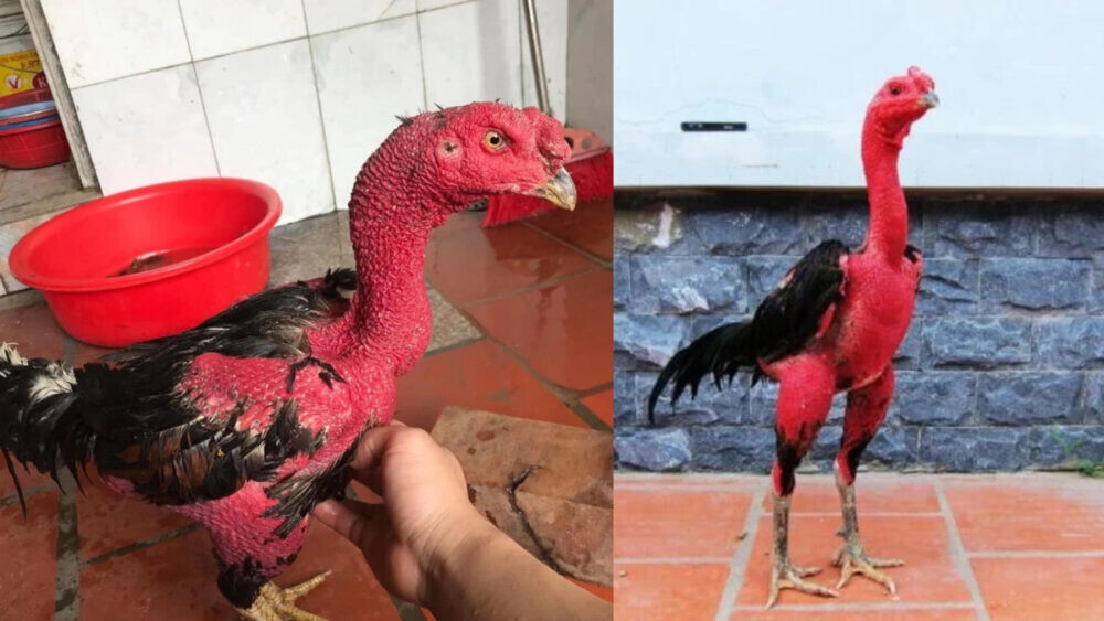 Vào nghệ cho gà đòn là gì? Bí quyết tăng sức cho gà đòn 4 Vì sao phải vào nghệ cho gà đòn?